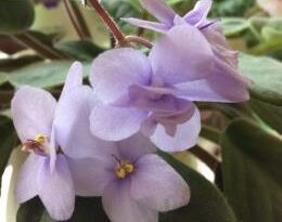 african-violet-harbour-blue