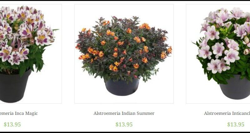 alstroemeria4