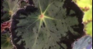 Begonia ‘July Magic’