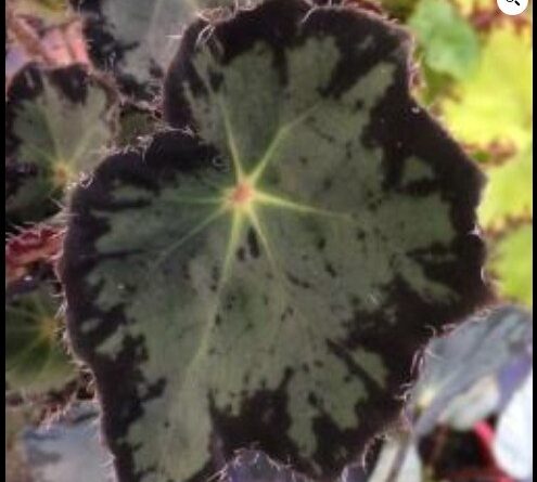 Begonia ‘July Magic’