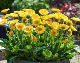 Garvinea Sweet Smile