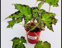 Begonia Tarlee
