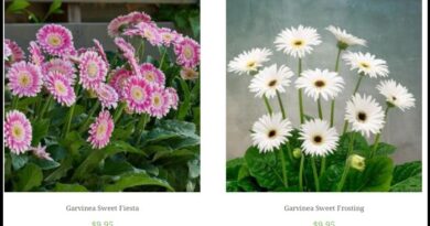 garvinea-gerberas1
