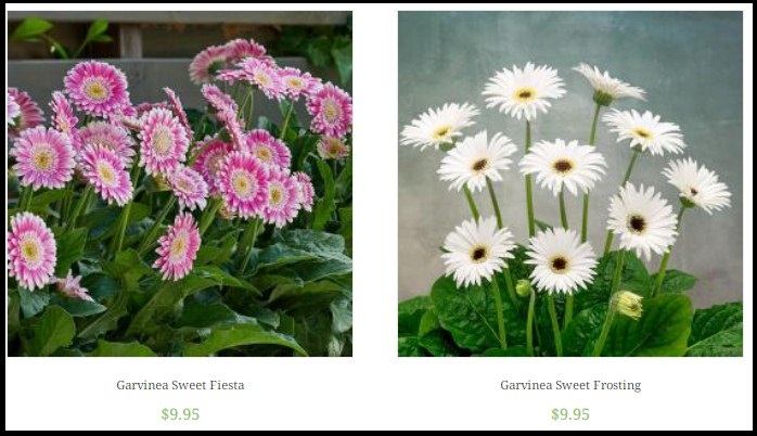 garvinea-gerberas1